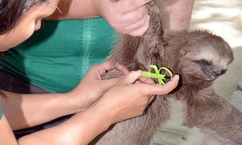 BM: Microchipagem de preguiças é iniciada no Parque Centenário